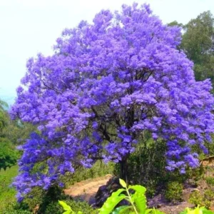 Jacaranda Mimosifolia Tree Live Plant 6-10in Violet Blue Well Rooted Seedling for Outdoor Zones 10-11