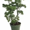Japanese Ming Aralia Tree Plant Polyscias Indoor Live Houseplant 4 inch Pot Green