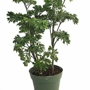 Japanese Ming Aralia Tree Plant Polyscias Indoor Live Houseplant 4 inch Pot Green
