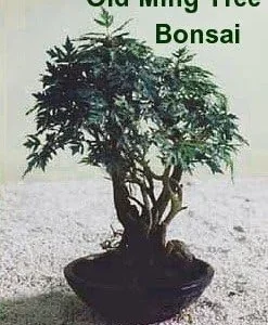 Japanese Ming Aralia Tree Plant Polyscias Indoor Live Houseplant 4 inch Pot Green