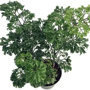 Japanese Ming Aralia Tree Plant Polyscias Indoor Live Houseplant 4 inch Pot Green