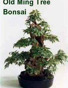 Japanese Ming Aralia Tree Plant Polyscias Indoor Live Houseplant 4 inch Pot Green