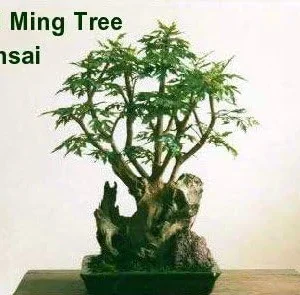 Japanese Ming Aralia Tree Plant Polyscias Indoor Live Houseplant 4 inch Pot Green