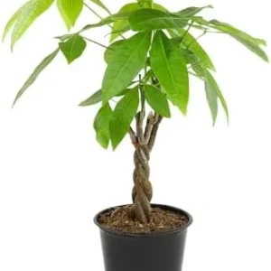 Money Tree Plant Live Indoor Houseplant - Braided Trunk, Good Luck Decor, 6 Inch Pot - Green, Natural