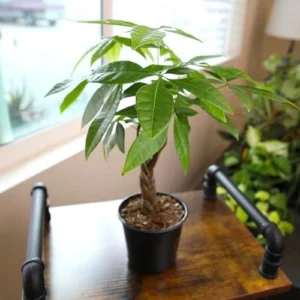 Money Tree Plant Live Indoor Houseplant - Braided Trunk, Good Luck Decor, 6 Inch Pot - Green, Natural