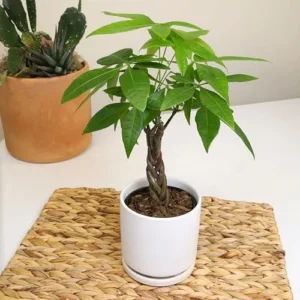 Money Tree Plant Live Indoor Houseplant - Braided Trunk, Good Luck Decor, 6 Inch Pot - Green, Natural