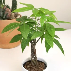 Money Tree Plant Live Indoor Houseplant - Braided Trunk, Good Luck Decor, 6 Inch Pot - Green, Natural