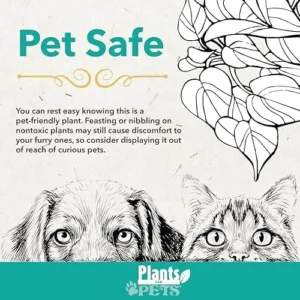 Money Tree Plant Live Indoor Houseplant - Braided Trunk, Good Luck Decor, 6 Inch Pot - Green, Natural