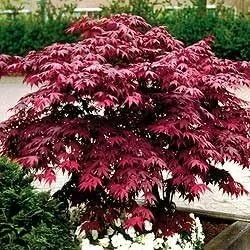 Red Japanese Maple Tree Live Plant 2-3 ft Tall Deep Red Leaves Outdoor Organic