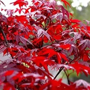 Red Japanese Maple Tree Live Plant 2-3 ft Tall Deep Red Leaves Outdoor Organic