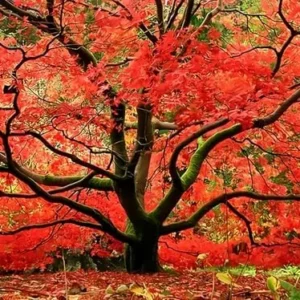 Red Japanese Maple Tree Live Plant 2-3 ft Tall Deep Red Leaves Outdoor Organic