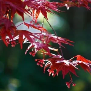 Red Japanese Maple Tree Live Plant 2-3 ft Tall Deep Red Leaves Outdoor Organic