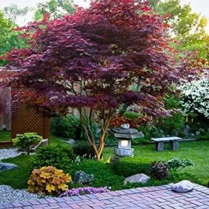 Red Japanese Maple Tree Live Plant 2-3 ft Tall Deep Red Leaves Outdoor Organic