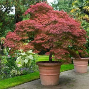 Red Japanese Maple Tree Live Plant 2-3 ft Tall Deep Red Leaves Outdoor Organic