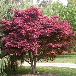 Red Japanese Maple Tree Live Plant 2-3 ft Tall Deep Red Leaves Outdoor Organic