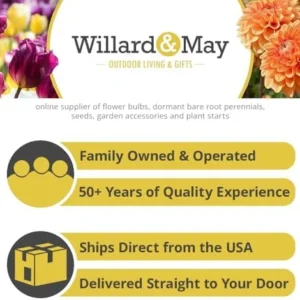 Toad Lily Hardy Pink Purple Japanese Lily Plant - Shade Perennial for Gardens, 1 Pack