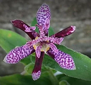 Toad Lily Hardy Pink Purple Japanese Lily Plant - Shade Perennial for Gardens, 1 Pack