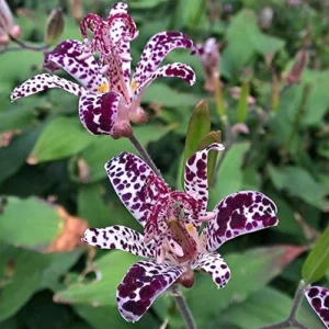 Toad Lily Hardy Pink Purple Japanese Lily Plant - Shade Perennial for Gardens, 1 Pack