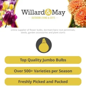 Toad Lily Hardy Pink Purple Japanese Lily Plant - Shade Perennial for Gardens, 1 Pack