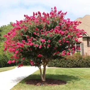 Tonto Crape Myrtle Tree Live Plant, 8-10ft Tall, Vibrant Dark Watermelon Red Blooms, Dwarf, Hardy, Potted
