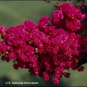 Tonto Crape Myrtle Tree Live Plant, 8-10ft Tall, Vibrant Dark Watermelon Red Blooms, Dwarf, Hardy, Potted