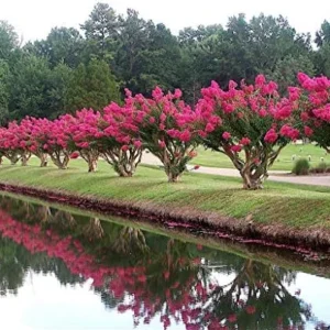 Tonto Crape Myrtle Tree Live Plant, 8-10ft Tall, Vibrant Dark Watermelon Red Blooms, Dwarf, Hardy, Potted