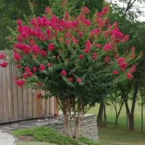 Tonto Crape Myrtle Tree Live Plant, 8-10ft Tall, Vibrant Dark Watermelon Red Blooms, Dwarf, Hardy, Potted