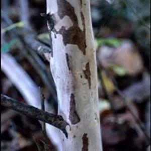Tonto Crape Myrtle Tree Live Plant, 8-10ft Tall, Vibrant Dark Watermelon Red Blooms, Dwarf, Hardy, Potted
