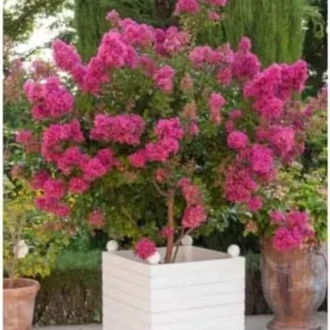 Tonto Crape Myrtle Tree Live Plant, 8-10ft Tall, Vibrant Dark Watermelon Red Blooms, Dwarf, Hardy, Potted