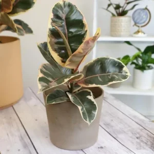 Variegated Rubber Plant Ficus Elastica Tineke Live Indoor Houseplant 6 inch Pot Variegated
