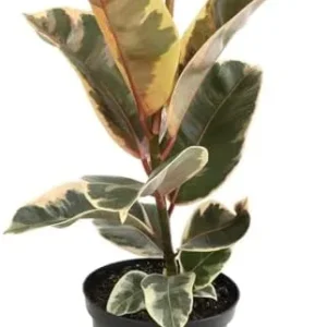 Variegated Rubber Plant Ficus Elastica Tineke Live Indoor Houseplant 6 inch Pot Variegated