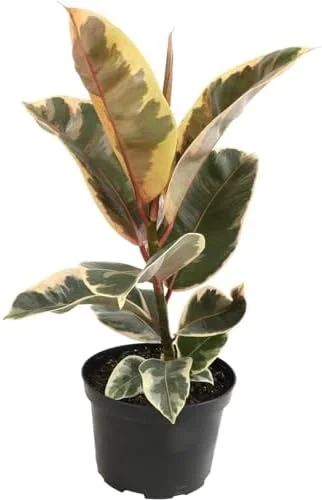 Variegated Rubber Plant Ficus Elastica Tineke Live Indoor Houseplant 6 inch Pot Variegated