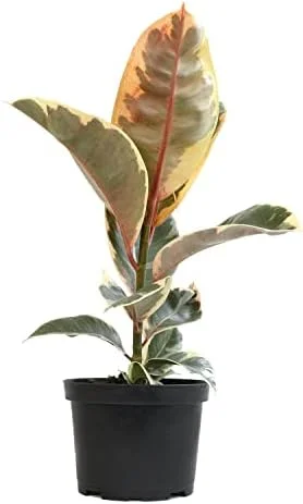 Variegated Rubber Plant Ficus Elastica Tineke Live Indoor Houseplant 6 inch Pot Variegated