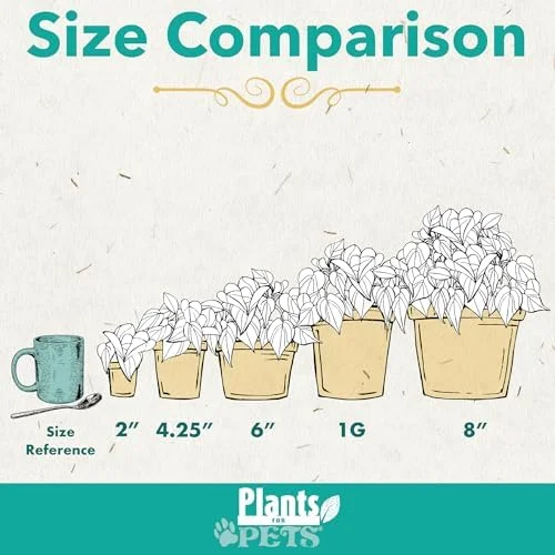 Variegated Rubber Plant Ficus Elastica Tineke Live Indoor Houseplant 6 inch Pot Variegated