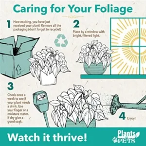 Variegated Rubber Plant Ficus Elastica Tineke Live Indoor Houseplant 6 inch Pot Variegated