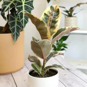 Variegated Rubber Plant Ficus Elastica Tineke Live Indoor Houseplant 6 inch Pot Variegated