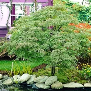 Weeping Laceleaf Japanese Maple Live Plant Green Waterfall Trade Gallon Pot