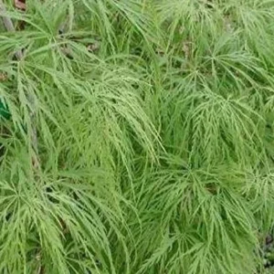 Weeping Laceleaf Japanese Maple Live Plant Green Waterfall Trade Gallon Pot