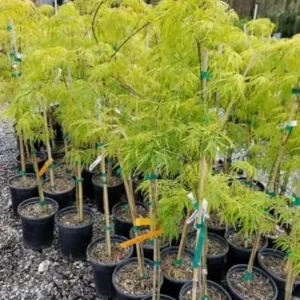 Weeping Laceleaf Japanese Maple Live Plant Green Waterfall Trade Gallon Pot