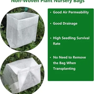 Weeping Laceleaf Japanese Maple Live Plant Green Waterfall Trade Gallon Pot