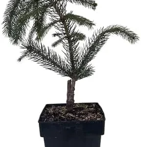 Weeping White Spruce Tree - Picea glauca Pendula - Live Plant - 5.5 inch Pot - Blue/White