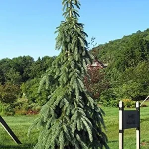 Weeping White Spruce Tree - Picea glauca Pendula - Live Plant - 5.5 inch Pot - Blue/White