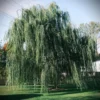 Weeping Willow Tree Live Plant Fast Growing Elegant Shade Tree for Wet Areas, Ponds & Streams, Natural Green, 1 Count