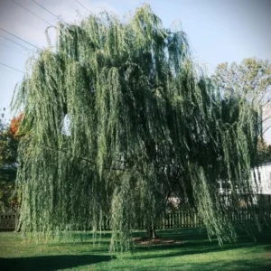 Weeping Willow Tree Live Plant Fast Growing Elegant Shade Tree for Wet Areas, Ponds & Streams, Natural Green, 1 Count