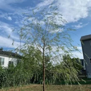 Weeping Willow Tree Live Plant Fast Growing Elegant Shade Tree for Wet Areas, Ponds & Streams, Natural Green, 1 Count