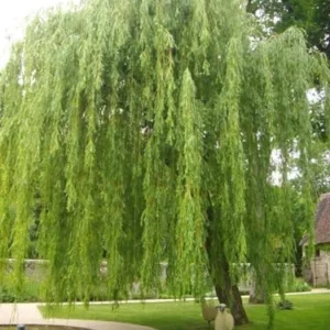 Weeping Willow Tree Live Plant Fast Growing Elegant Shade Tree for Wet Areas, Ponds & Streams, Natural Green, 1 Count