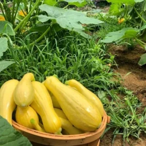 Yellow Squash Plants Live, 4-6 Inch Tall Vegetable Starter Plant Pot - Grow Your Own Fresh Produce