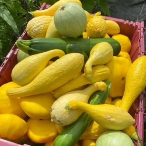 Yellow Squash Plants Live, 4-6 Inch Tall Vegetable Starter Plant Pot - Grow Your Own Fresh Produce