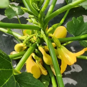 Yellow Squash Plants Live, 4-6 Inch Tall Vegetable Starter Plant Pot - Grow Your Own Fresh Produce