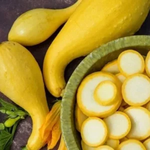 Yellow Squash Plants Live, 4-6 Inch Tall Vegetable Starter Plant Pot - Grow Your Own Fresh Produce